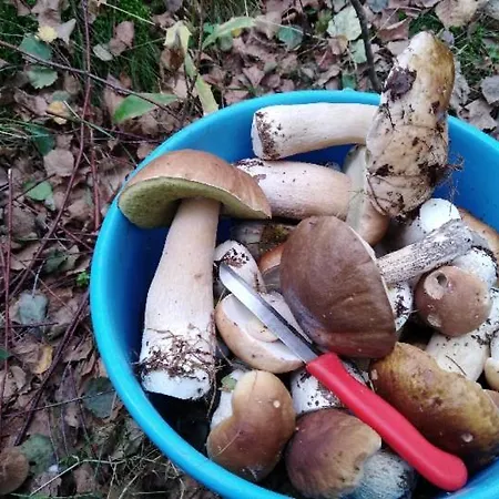 Osrodek Wypoczynkowy Skierka - Gabriela Piotrowska, Grabowo Parchowskie 90, Parchowo77-124 Resort *